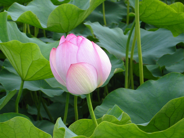 �@�̉Ԃ����Ǎ��F