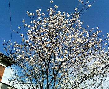 �ق���̂̂�����