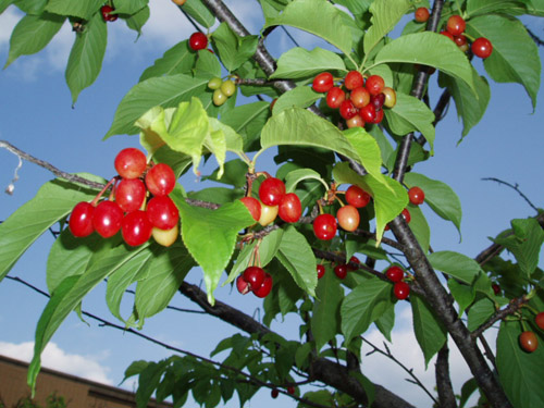 ����ǂ�A������c���{