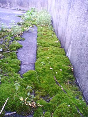 �΂̂��イ����