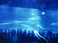 �����̂܂��됅��