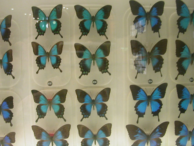 �����ق̃T�|�[�^�[