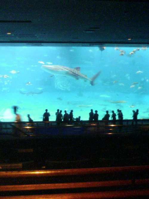 �T���T���[