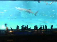 �T���T���[