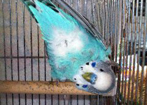 �J���X�ɂᕉ������