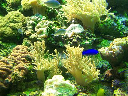 �T�����C�u���`�ȃT�J�i