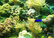 �T�����C�u���`�ȃT�J�i