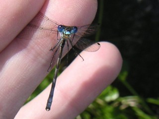 �L�~�̓���