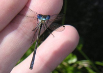 �L�~�̓���