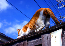 �L�Ƃ̃R���g���X�g