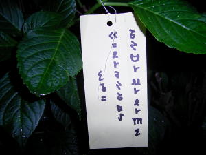 ��������