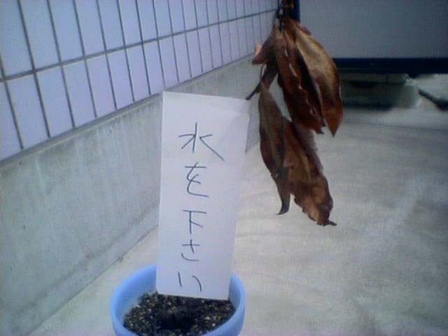 �m���̃A�{�J�h