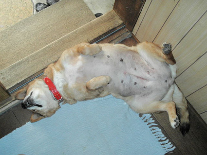 ��т̔ޕ���