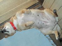 ��т̔ޕ���