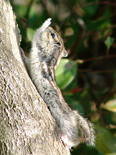 �X�̃C�i�o�E�A�[