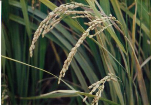 ���ꂪ�z���g��