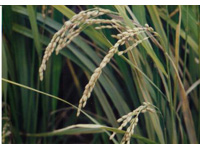 ���ꂪ�z���g��