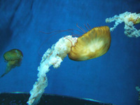 ���炩�����B