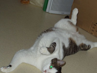 �j���j���o�E�A�[�H