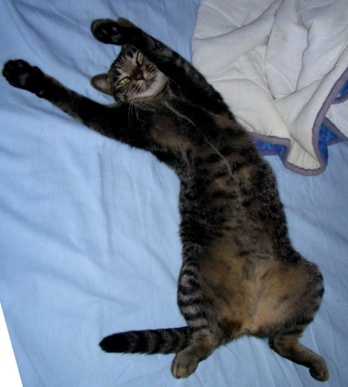 ���ꂪ���������ς�