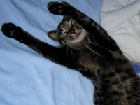 ���ꂪ���������ς�