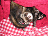 �������΂����[�[