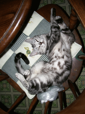 ���ɂ�΂����[