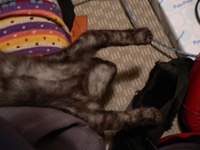 �C�j���o�E�A�[