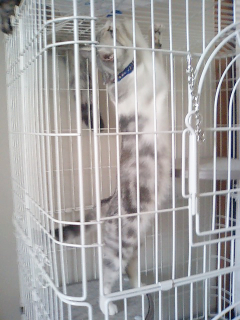 ���l�^�����Ɨ\��