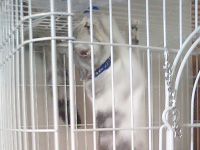 ���l�^�����Ɨ\��