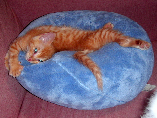 �l�Ԃ���˂�