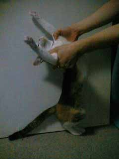 ��������̑�D��