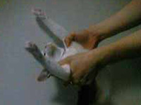 ��������̑�D��