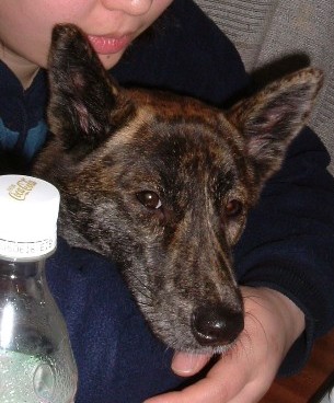 �S�g���܂��܌�