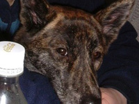 �S�g���܂��܌�