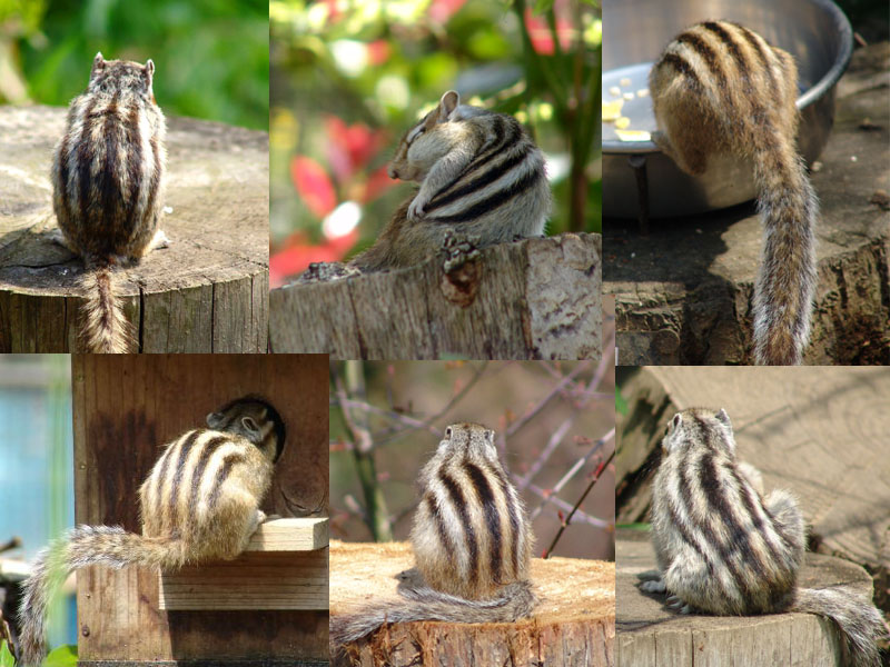 ���킢���V�}�V�}