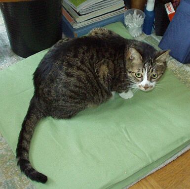 ���𔃂��Ă��Ȃ��Ă����ɃV�}�V�}