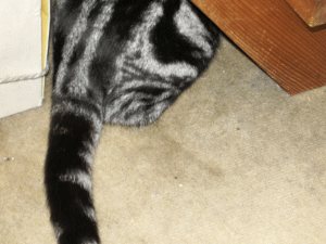 �A���V���[