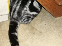 �A���V���[