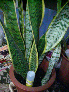 ���܂��}�C�i�X�C�I��