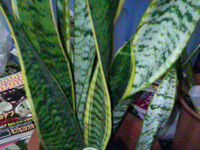 ���܂��}�C�i�X�C�I��