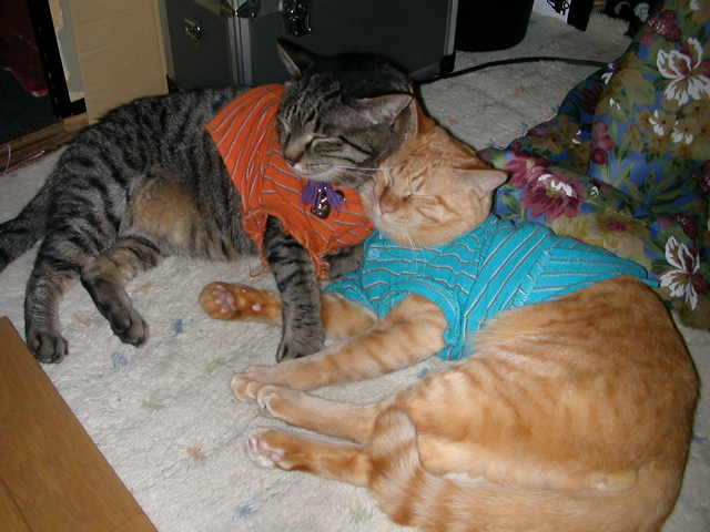 ���܂��ܕ��̂��܂��܌Z��