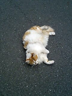 �Ђ��肠��悪���܂��B