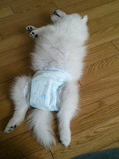 �I���c�f�r���[�i�O�ցO�j