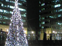 ���ɉf��c���[