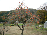 �₵���c���[