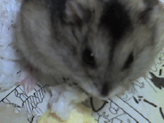 �n���X�^�[