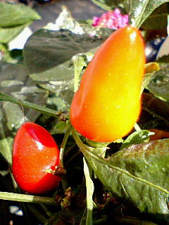 �S�V�L�g�E�K���V