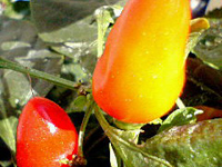 �S�V�L�g�E�K���V