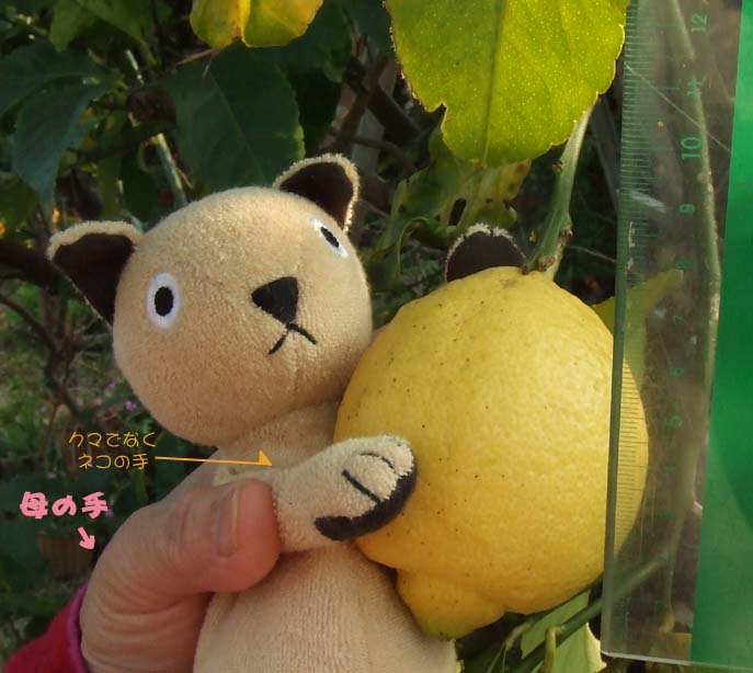 ������ƟE�G�ƃl�R�ƒ�K